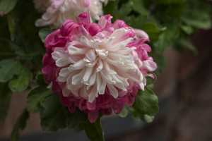 CHRYSANTHEMUM-24 (4)